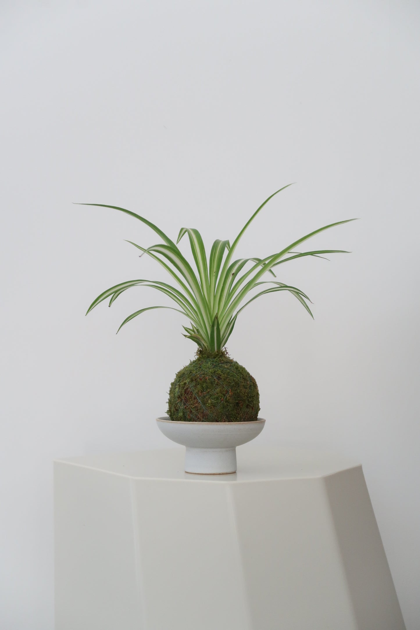 Kokedama No.7(Pet-Safe)