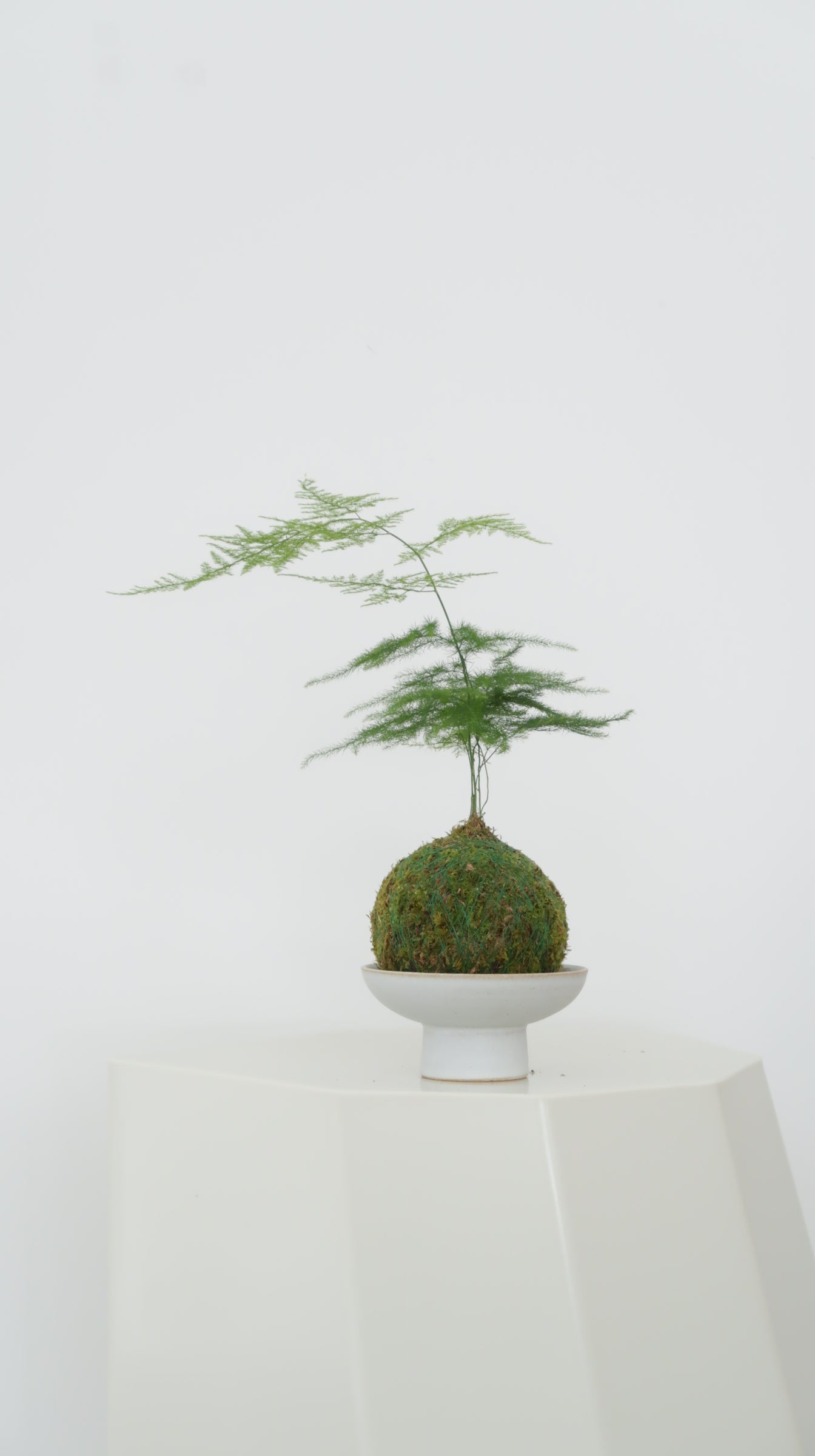 Kokedama No.2