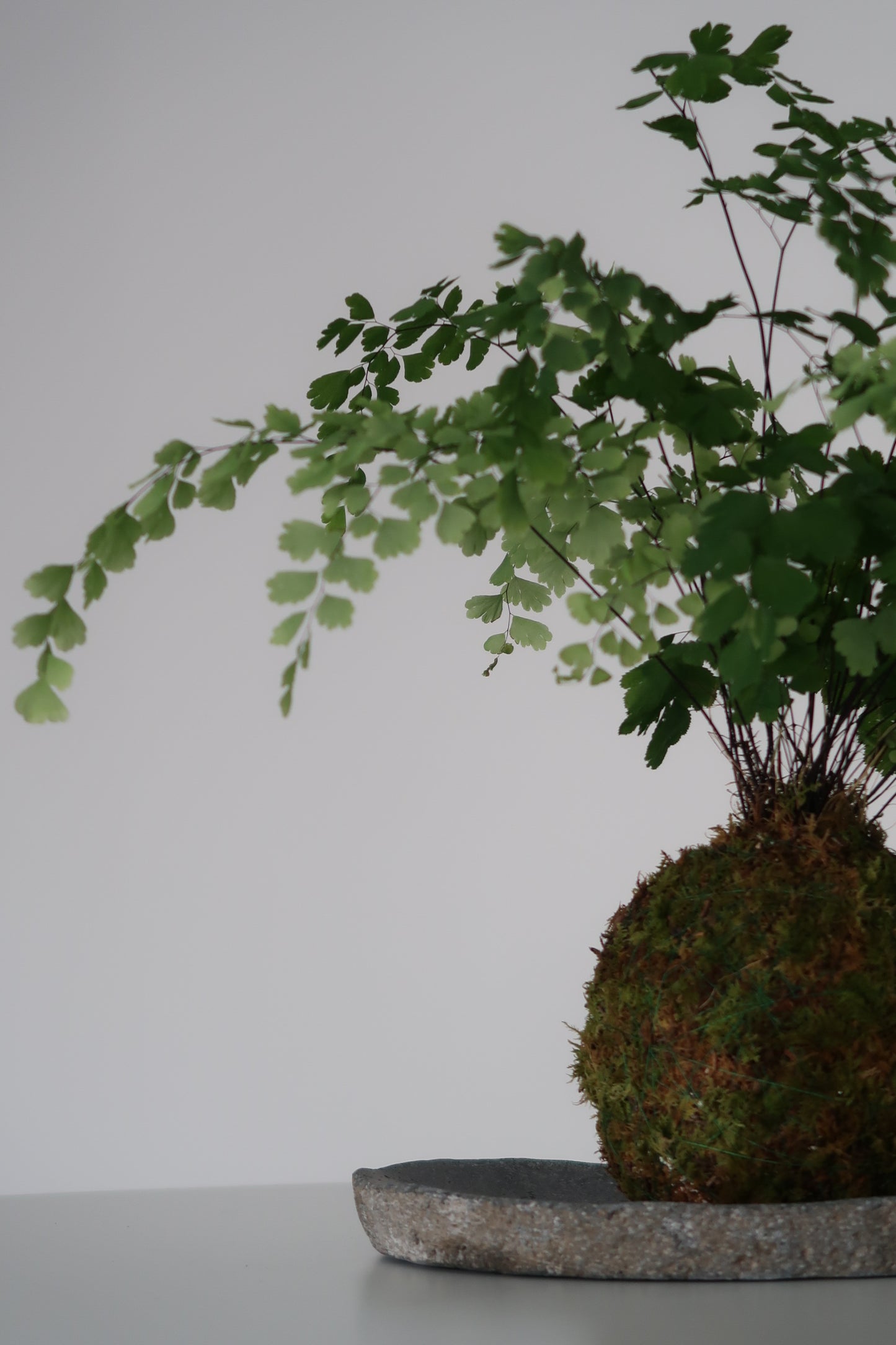 Kokedama No.1