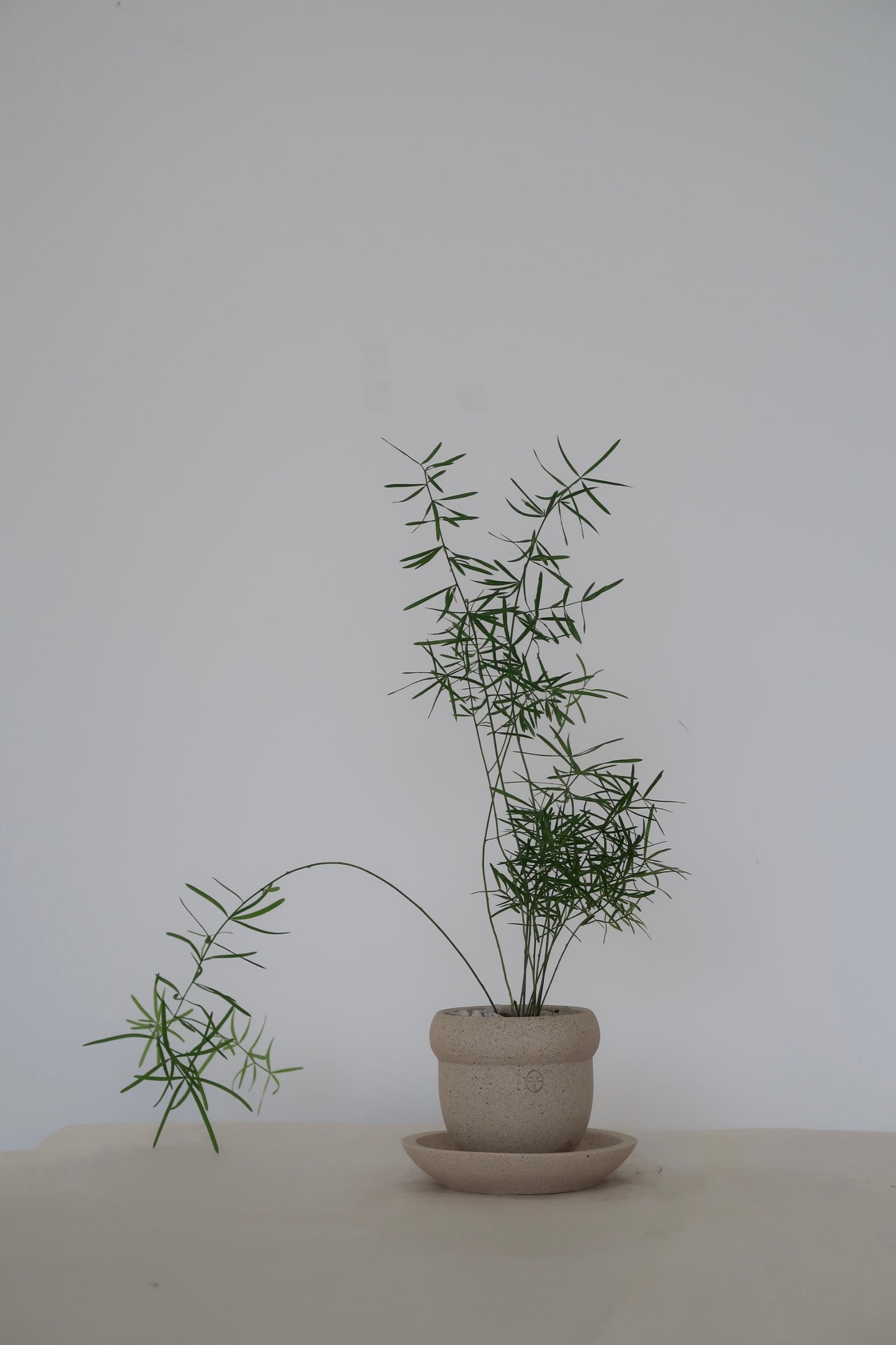 Potted Asparagus Fern