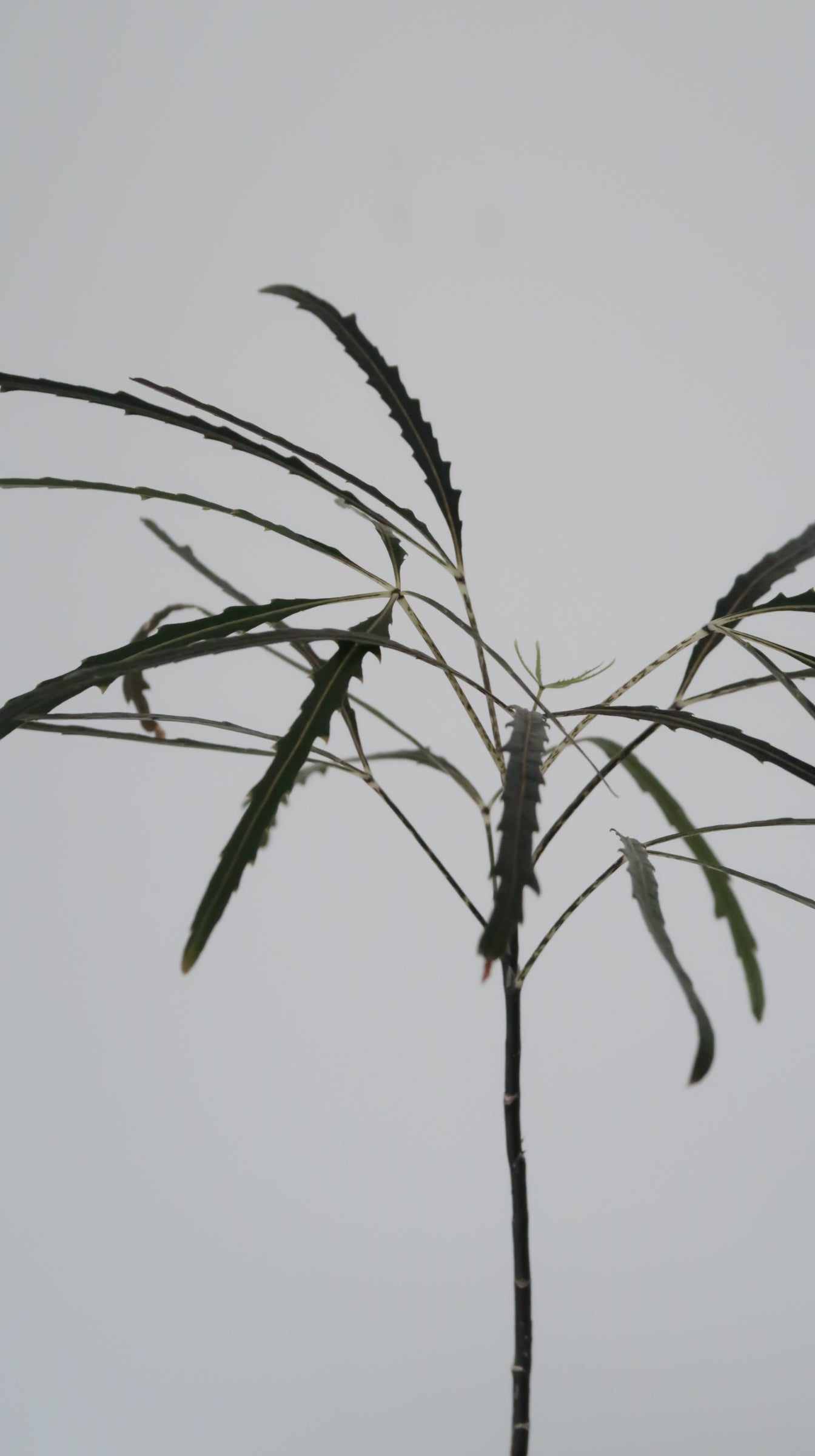 Potted False Aralia (Medium)