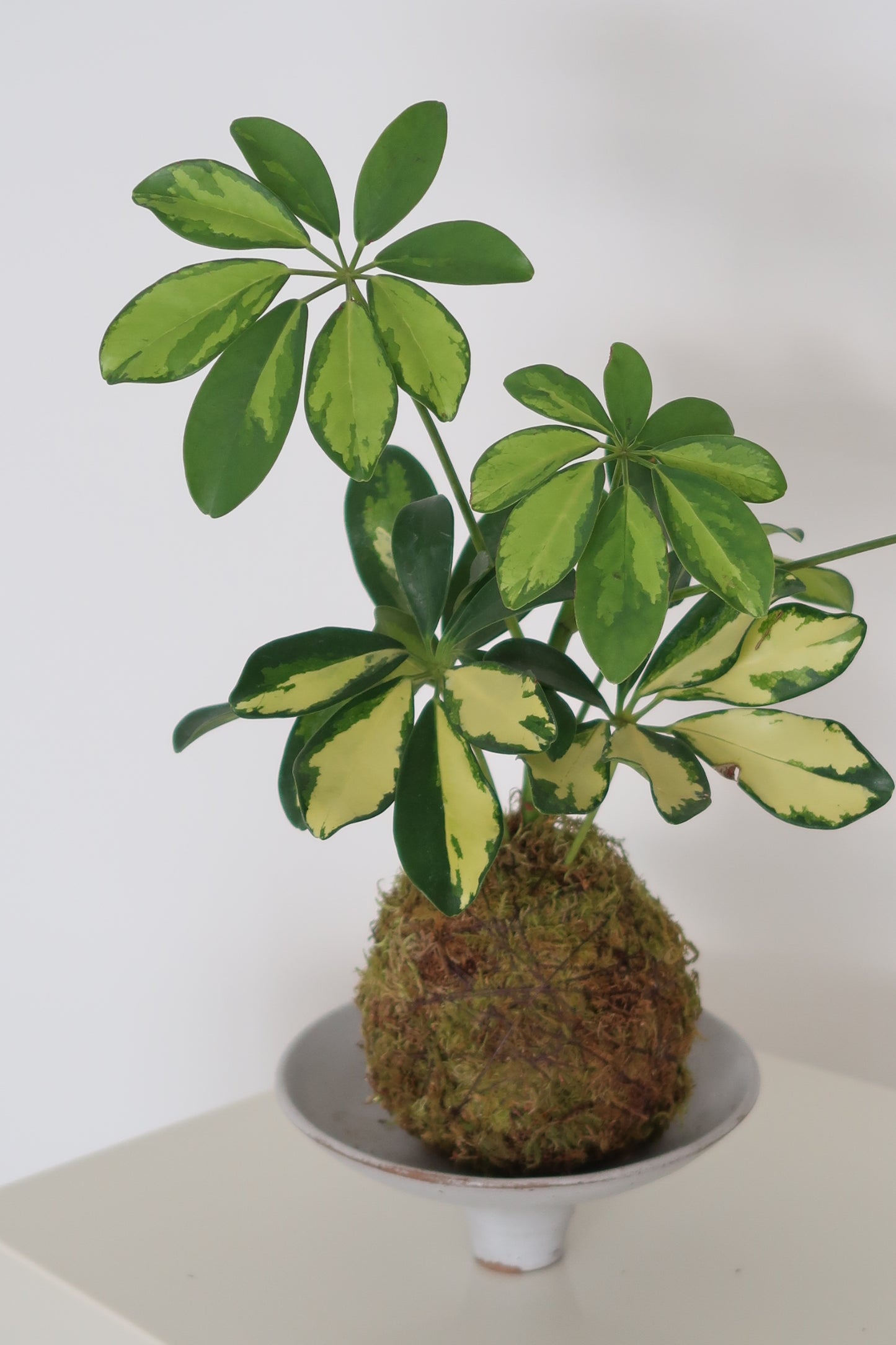 Kokedama No.9
