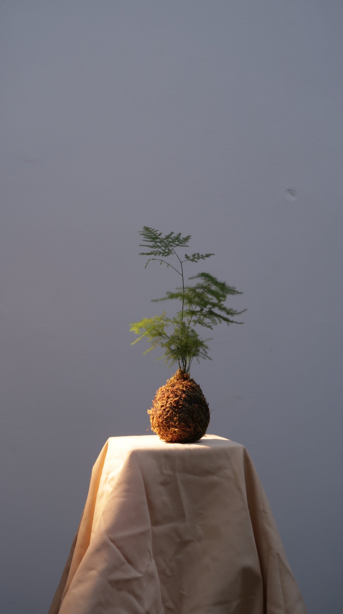 Kokedama No.3
