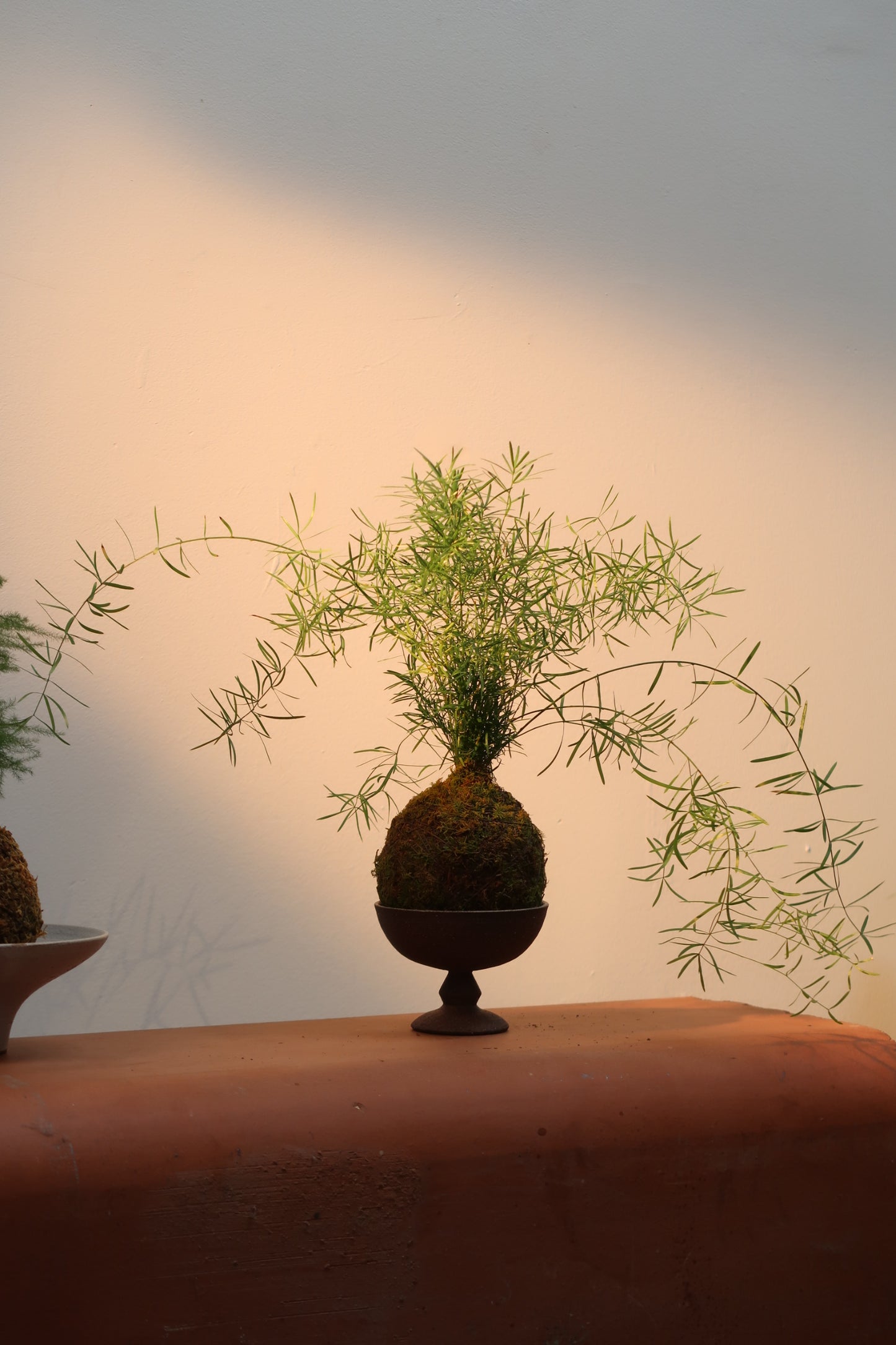 Kokedama No.5