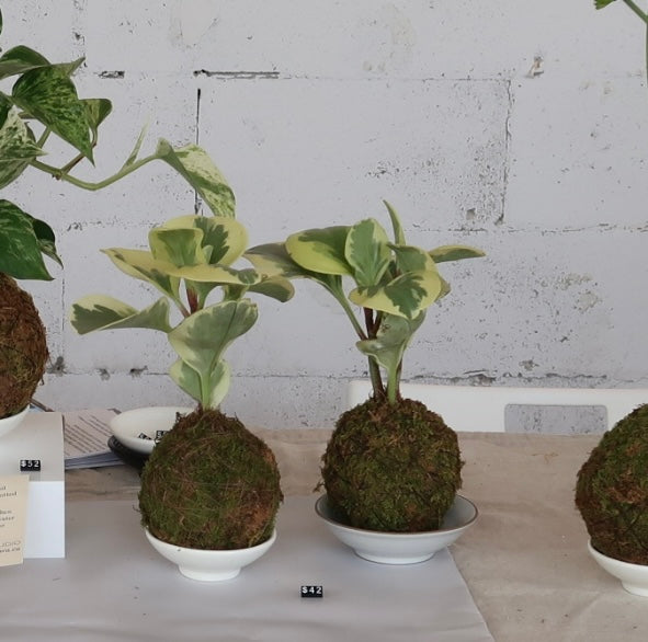 Kokedama No.4 (Pet-Safe)