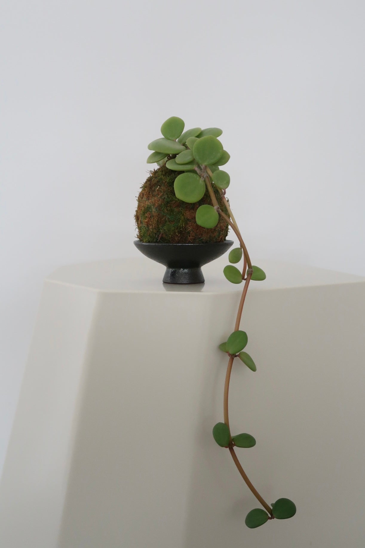 Kokedama No.6 (Pet-Safe)