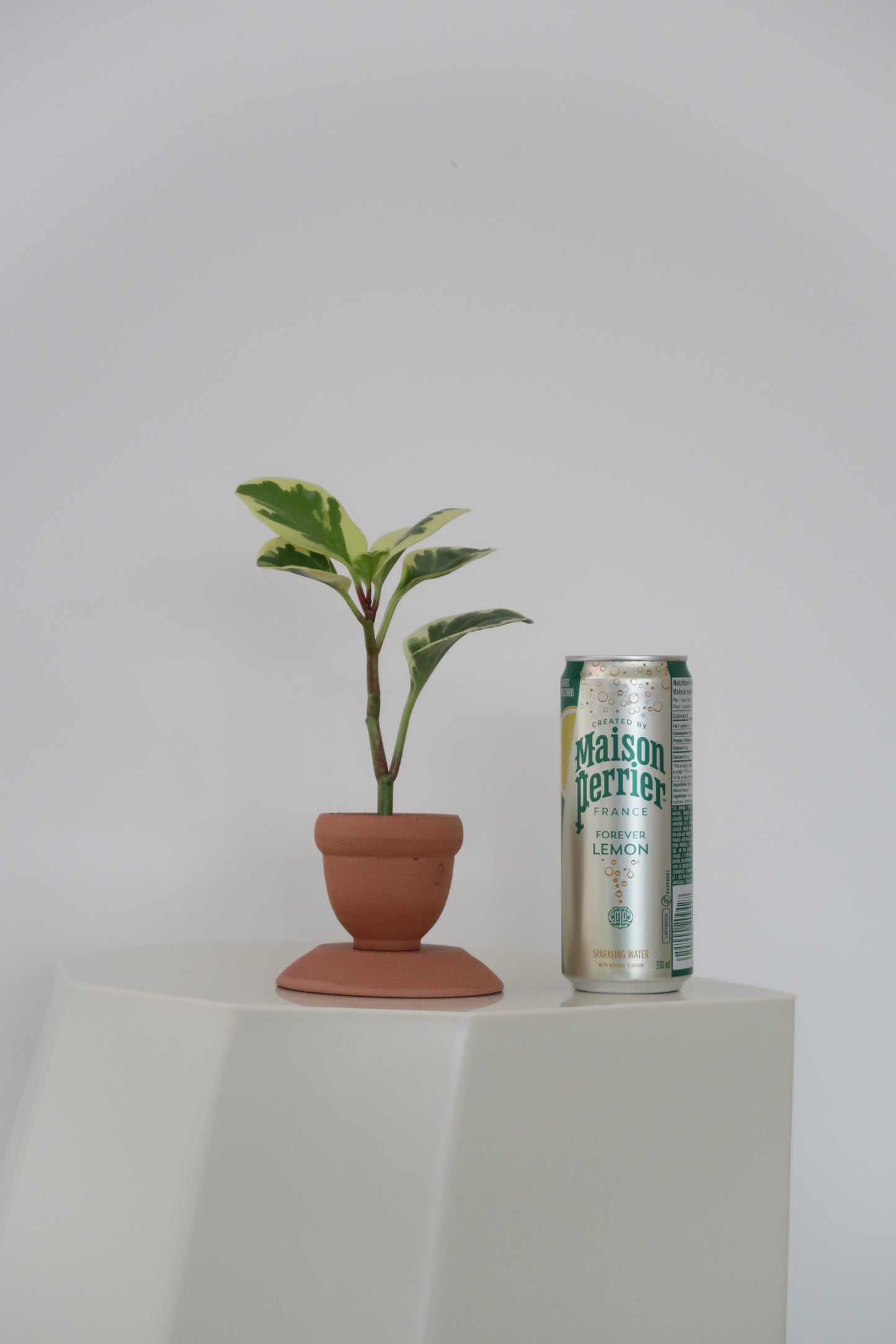 Potted Peperomia Obtusifolia