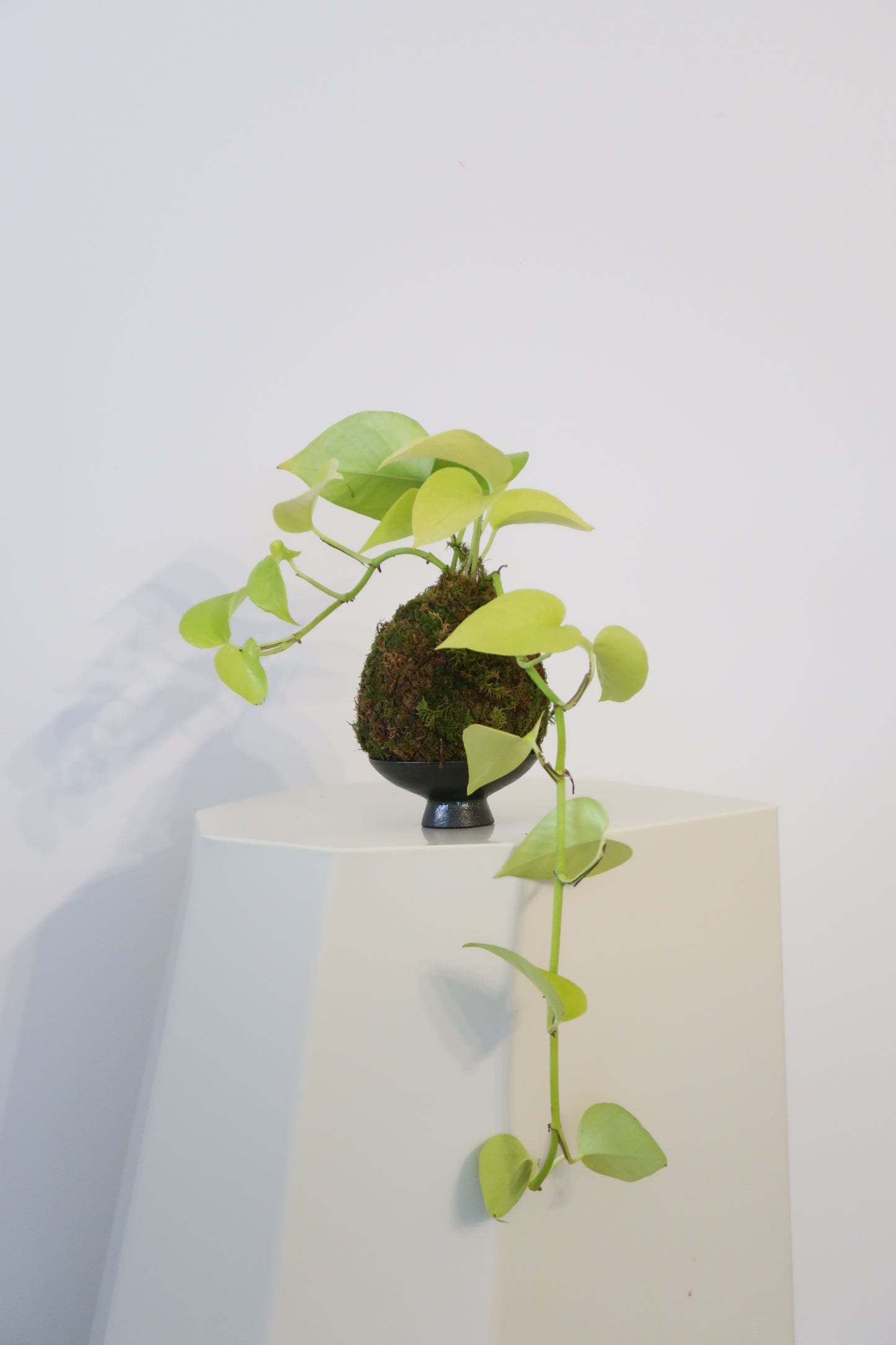 Kokedama No.7