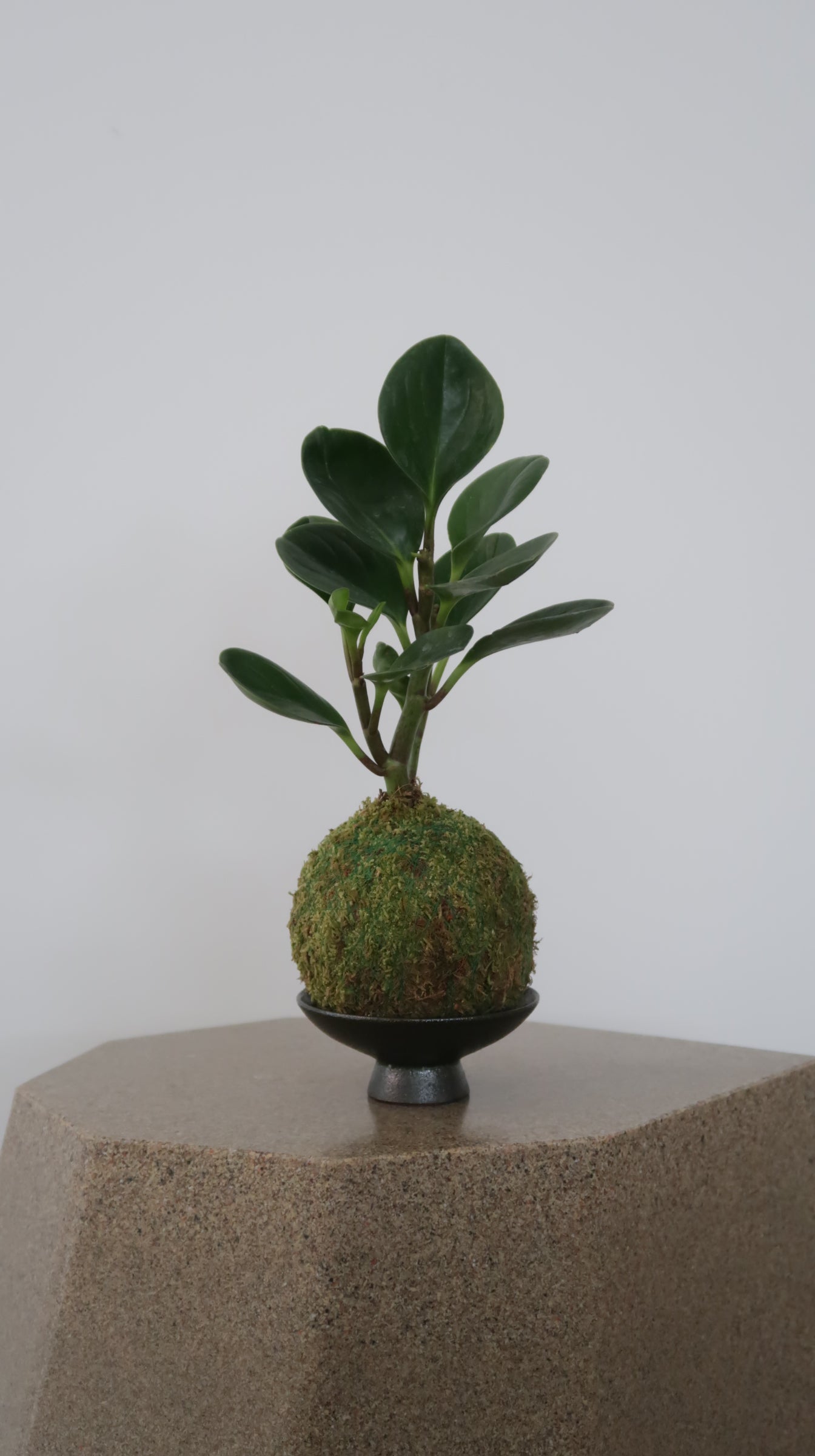 Kokedama No.10 (Pet-Safe)