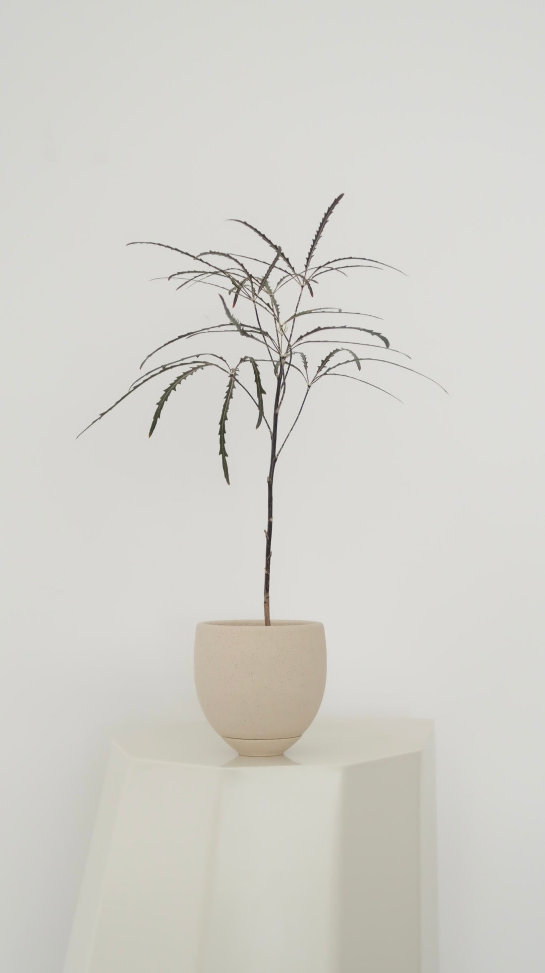 Potted False Aralia (Large)