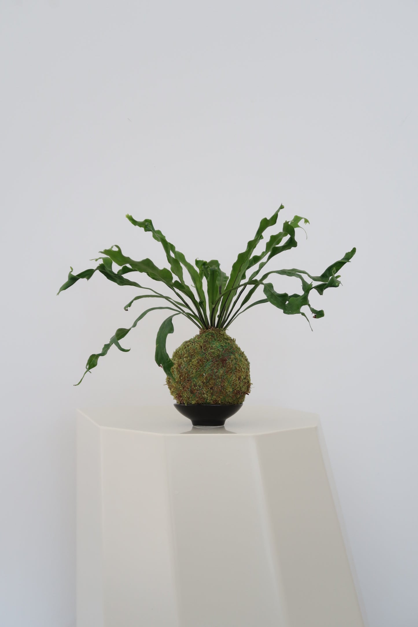 Kokedama Plate No.6(Black)