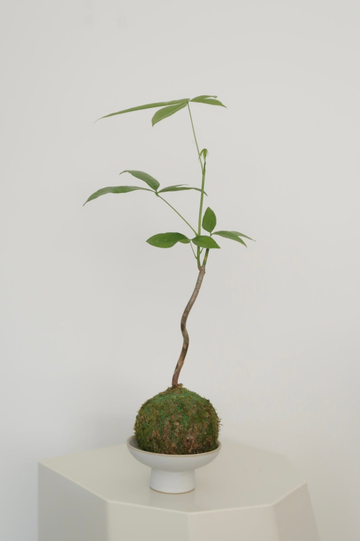Kokedama No.4(pet-safe)