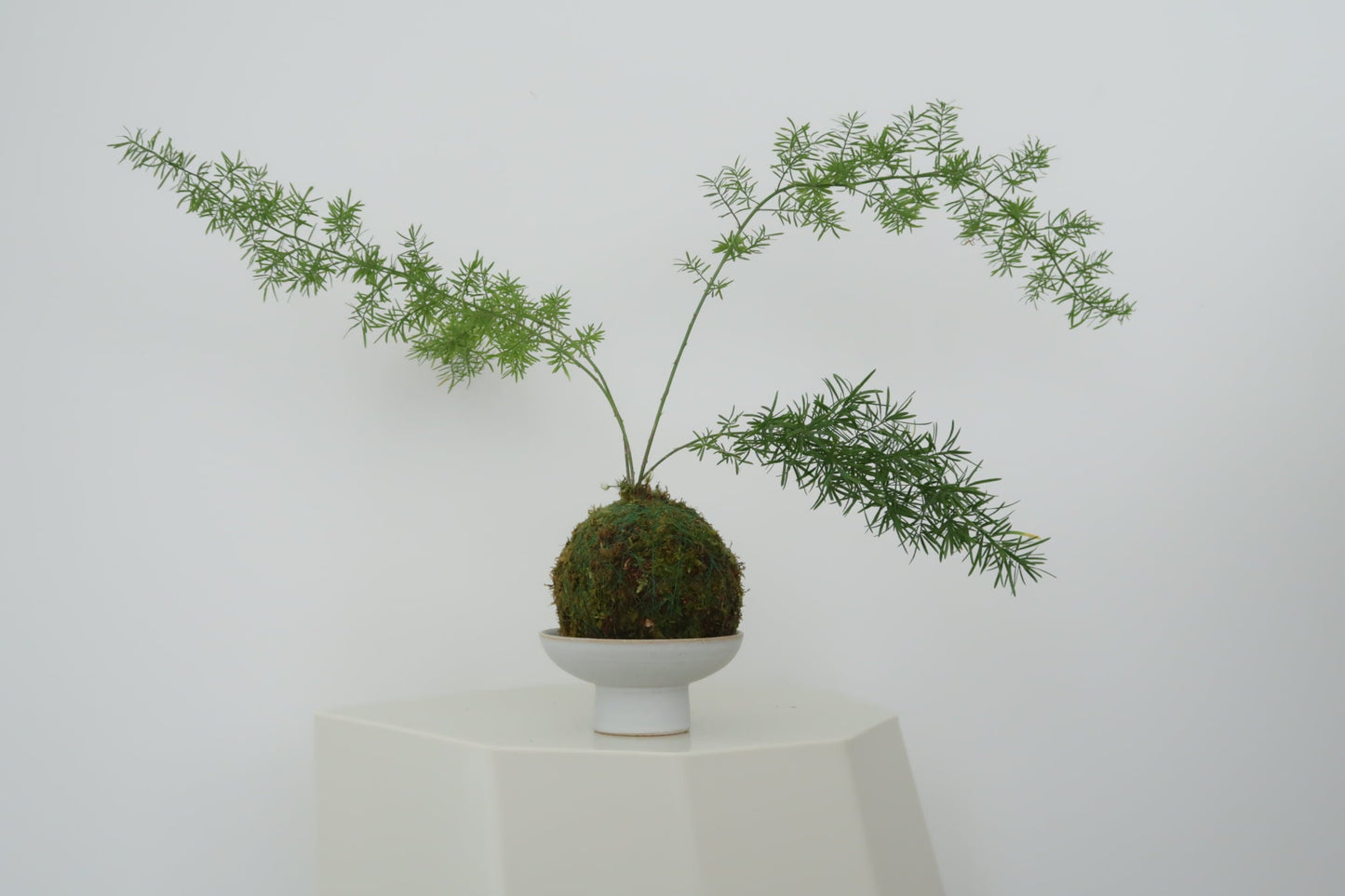 Kokedama No.6