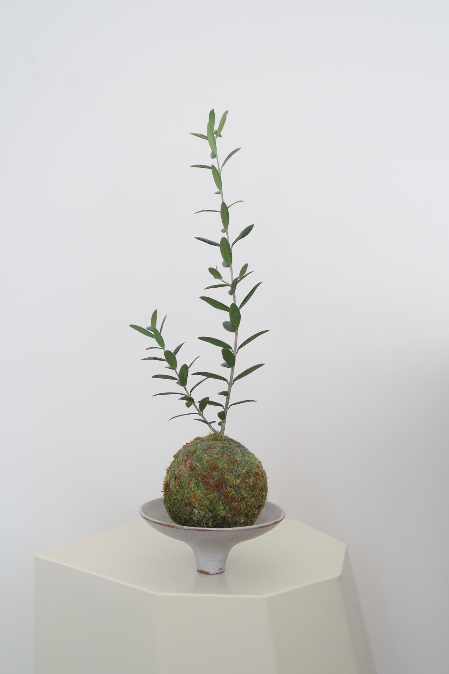 Kokedama No.3 (Pet-Safe)