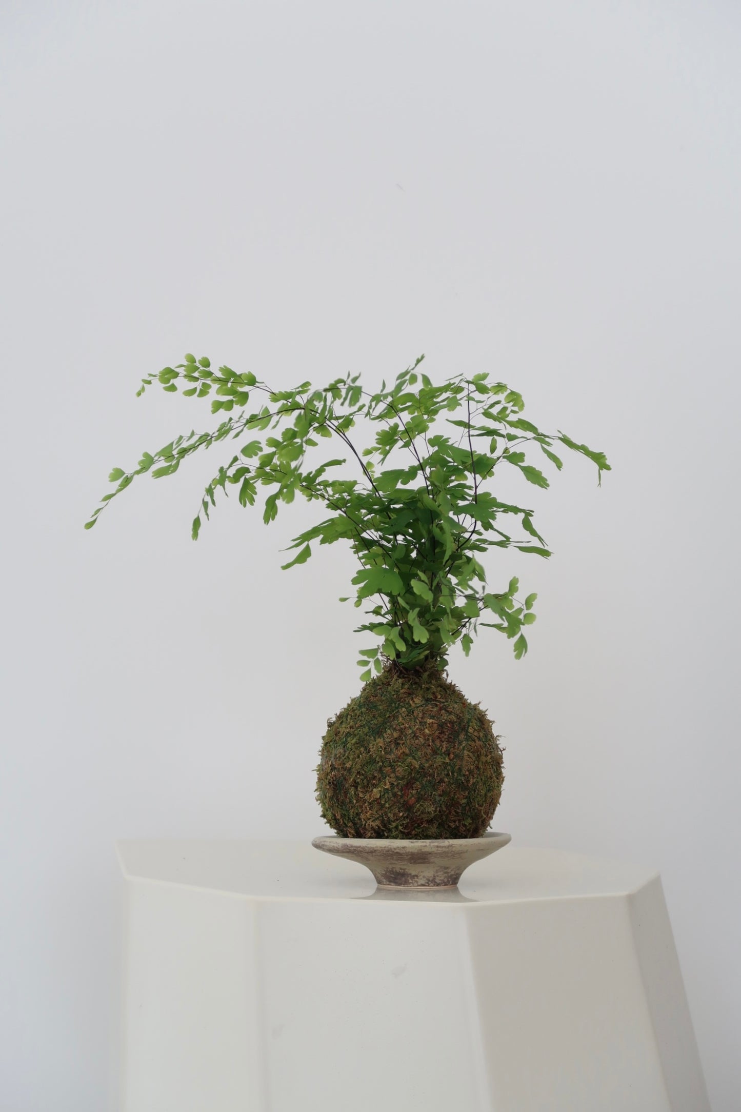Kokedama No.1 (Pet-Safe)