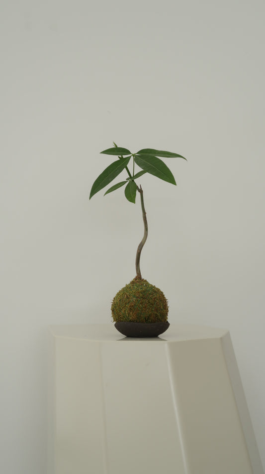 Kokedama No.4(pet-safe)