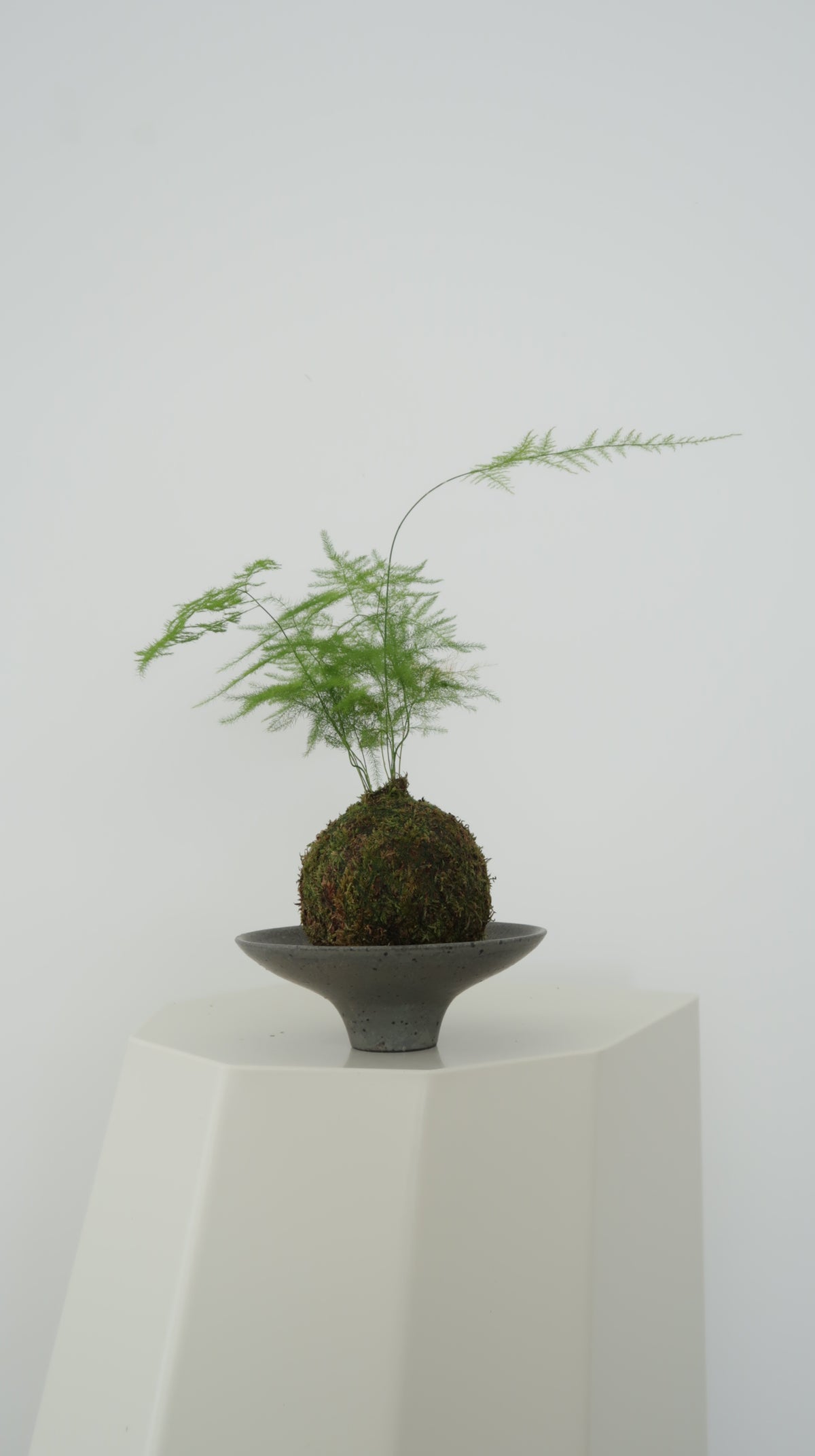 Kokedama No.2