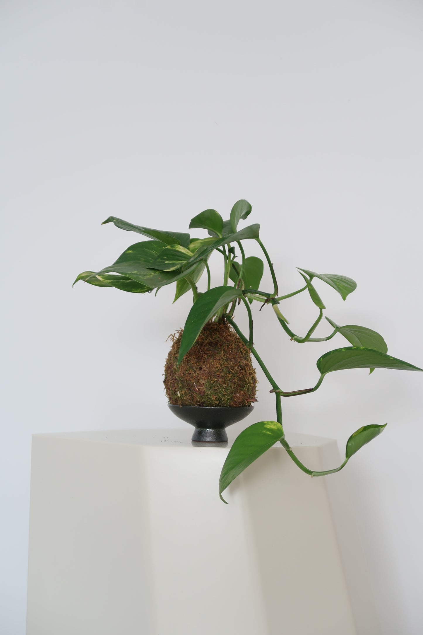 Kokedama No.8