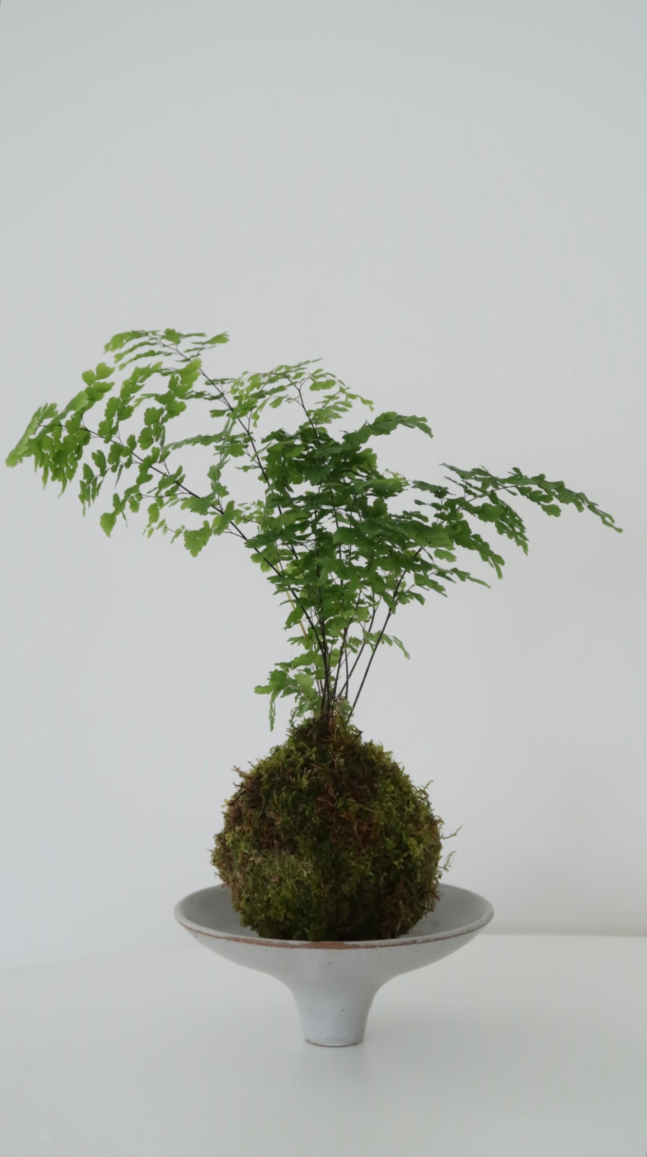 Kokedama No.1
