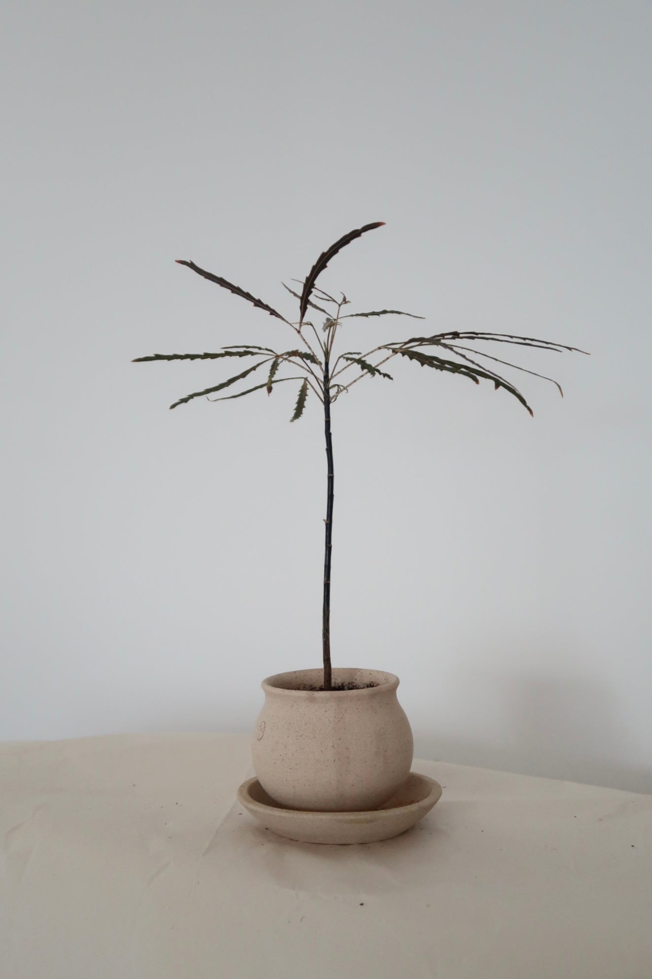 Potted False Aralia