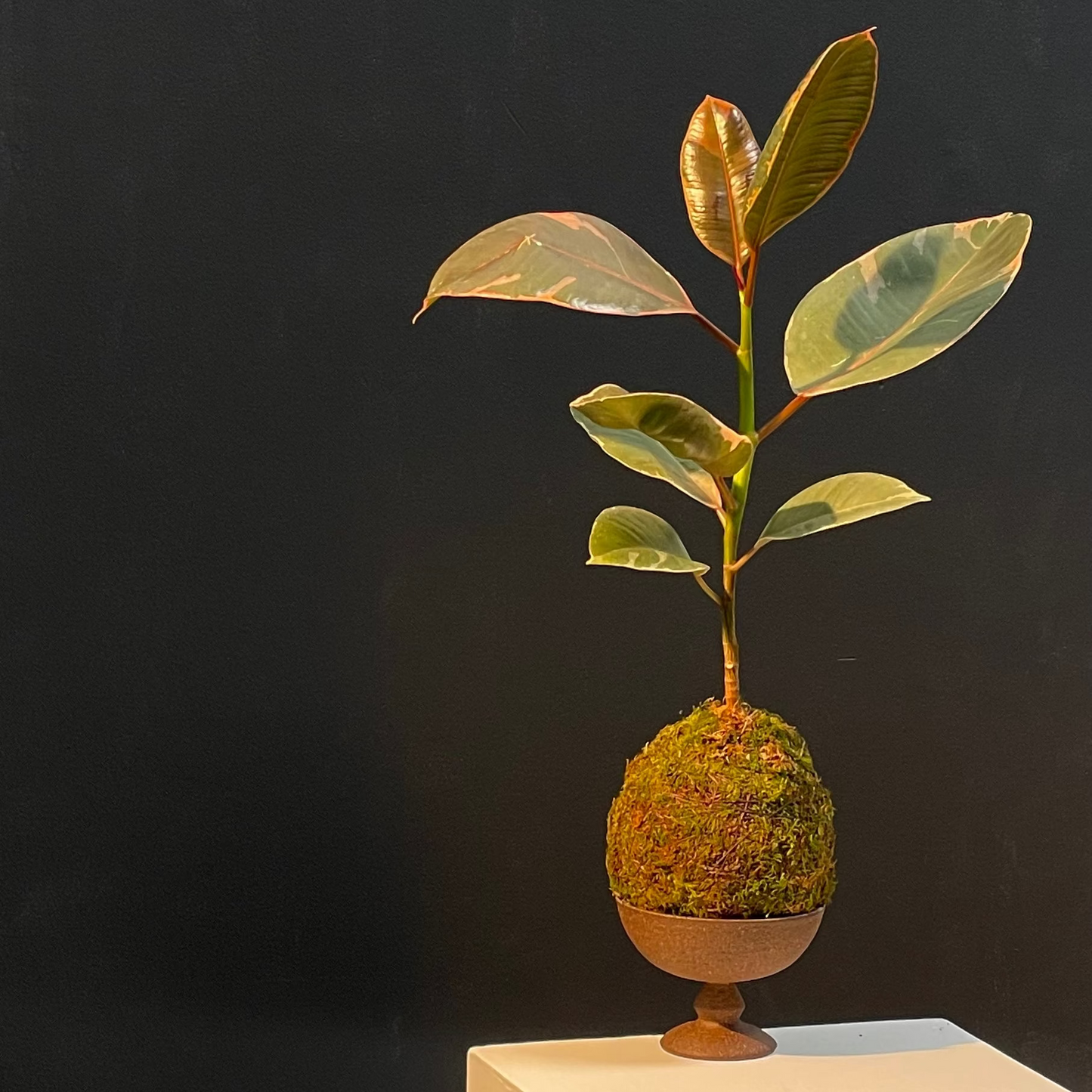Kokedama No.2