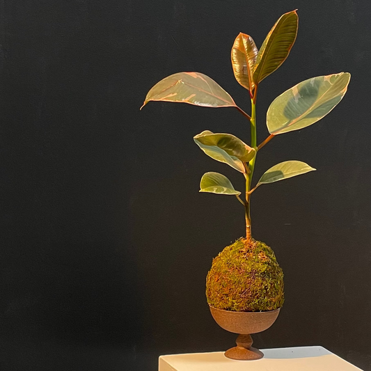 Kokedama No.2
