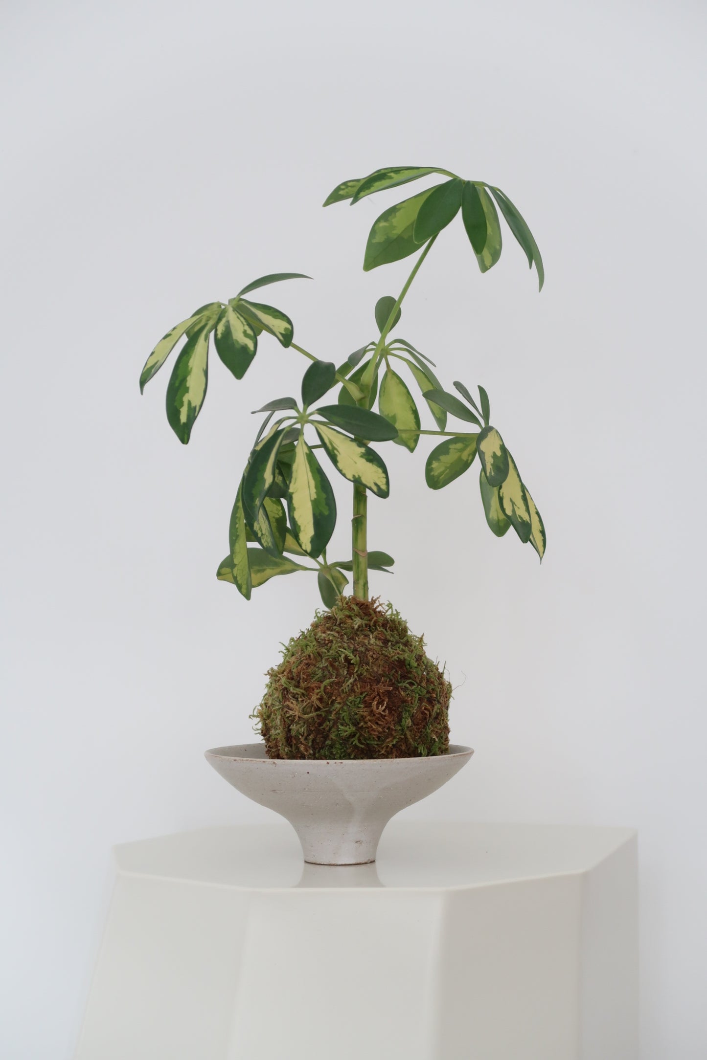 Kokedama No.9
