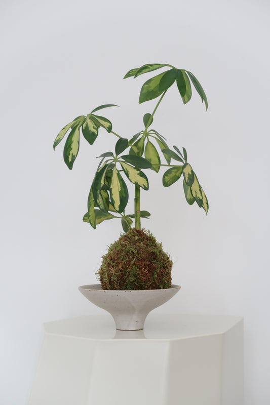 Kokedama No.9