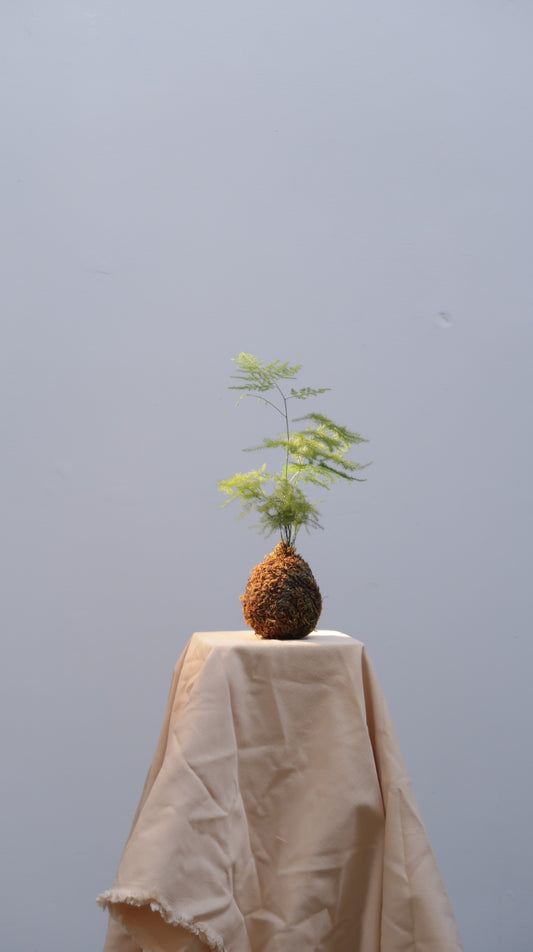 Kokedama No.3
