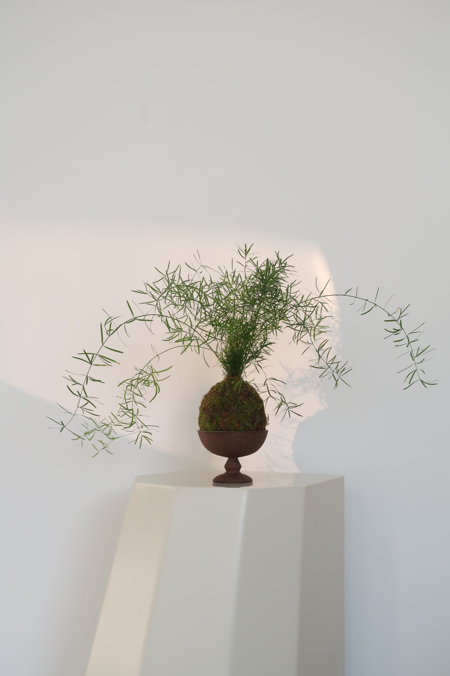 Kokedama No.5