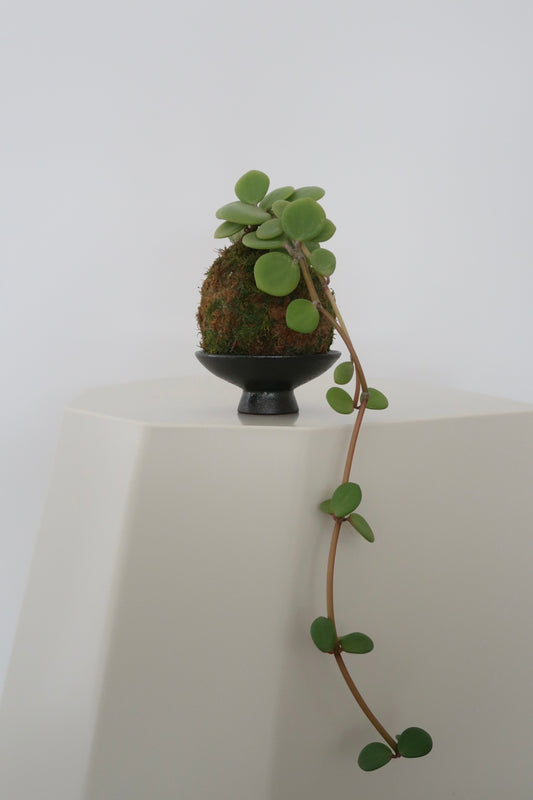 Kokedama No.6 (Pet-Safe)