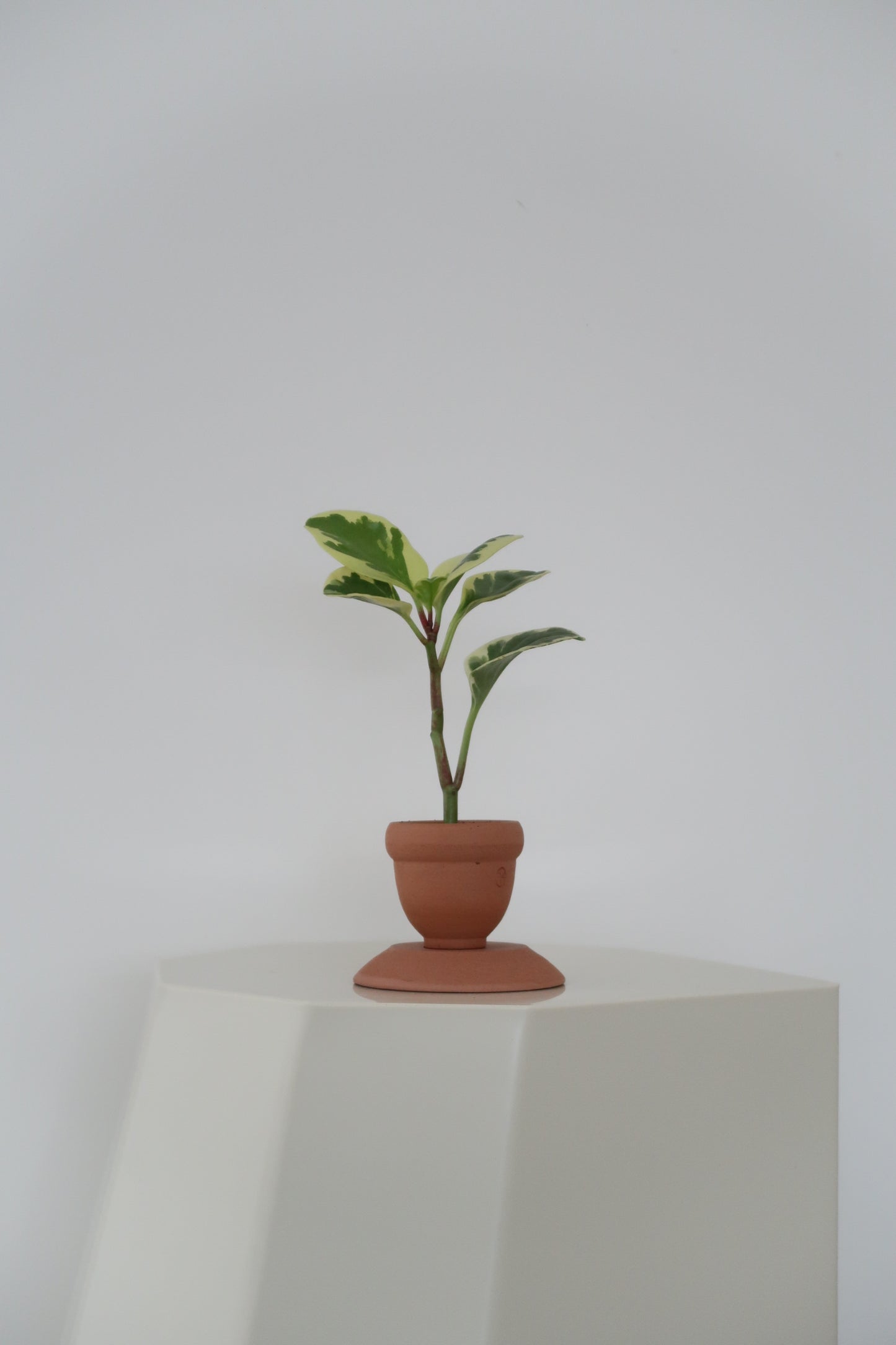 Potted Peperomia Obtusifolia