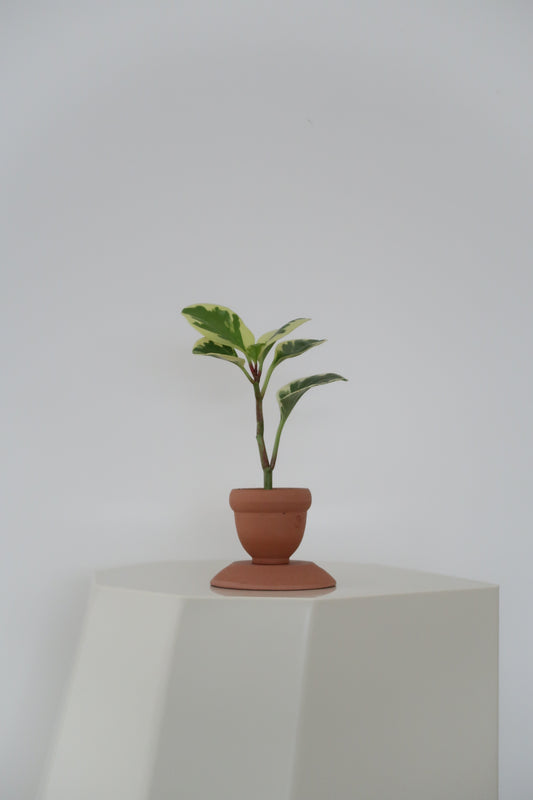 Potted Peperomia Obtusifolia