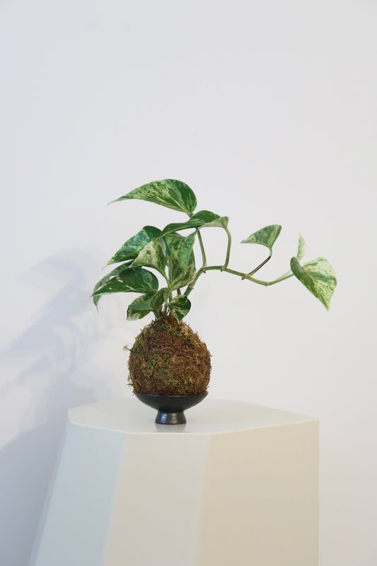 Kokedama No.8