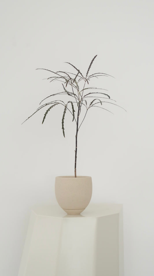 Potted False Aralia (Large)