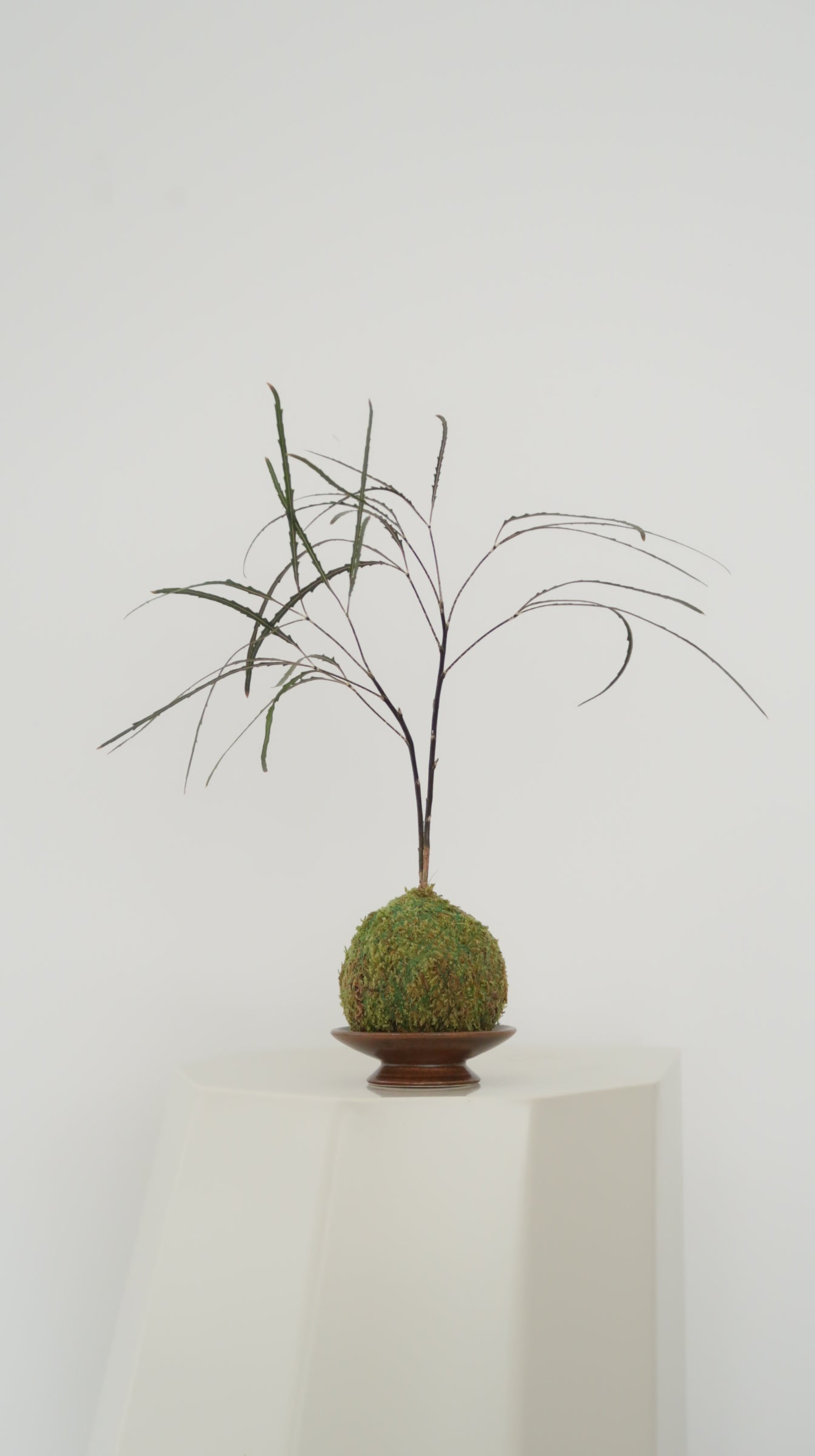 Kokedama No.4