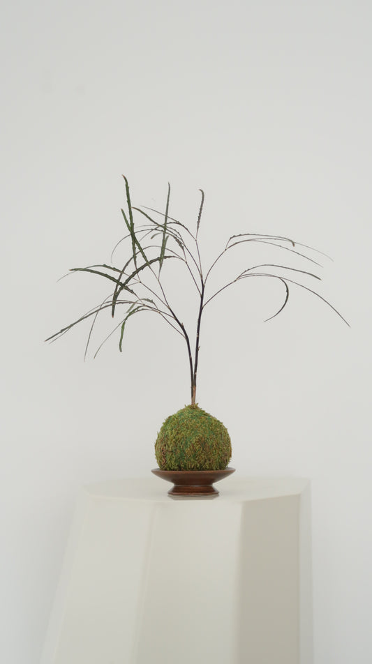 Kokedama No.4
