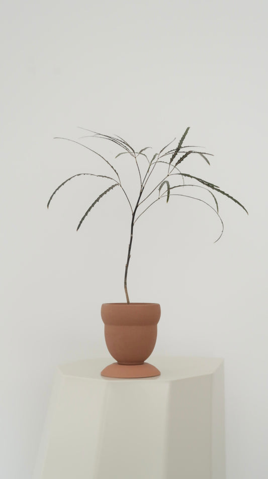 Potted False Aralia (Medium)