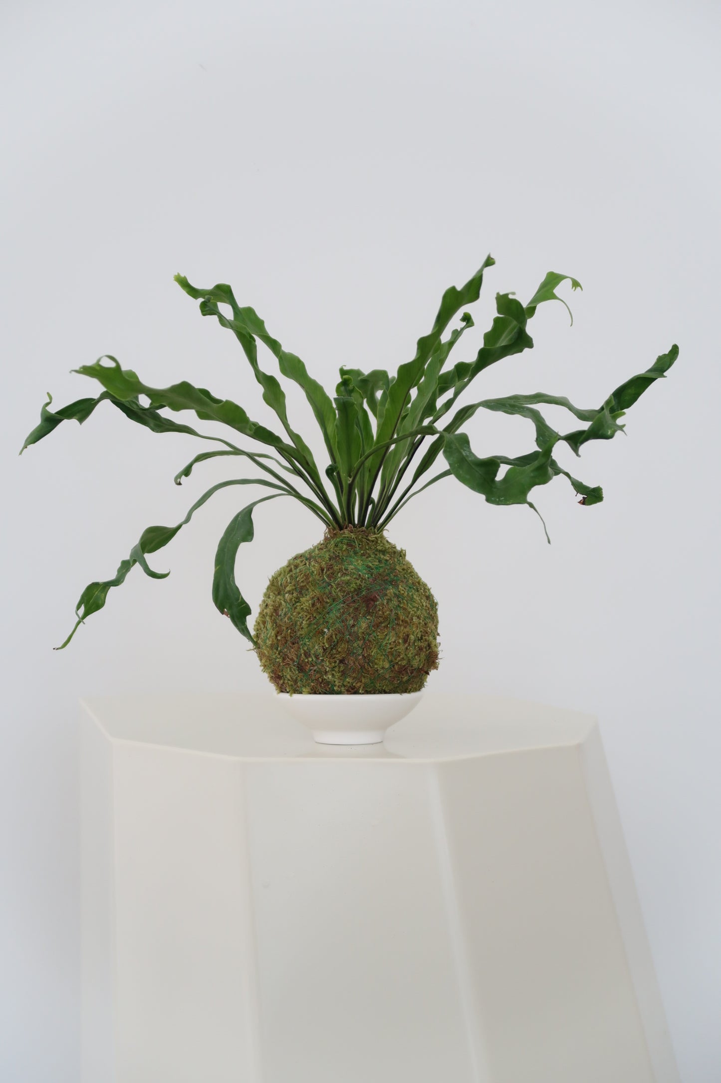 Kokedama Plate No.6(White)