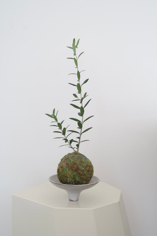 Kokedama No.3 (Pet-Safe)