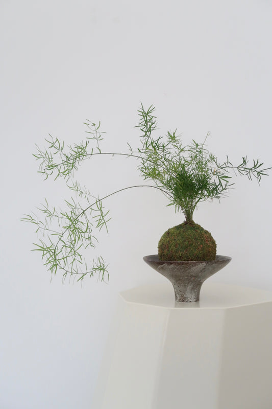 Kokedama No.6
